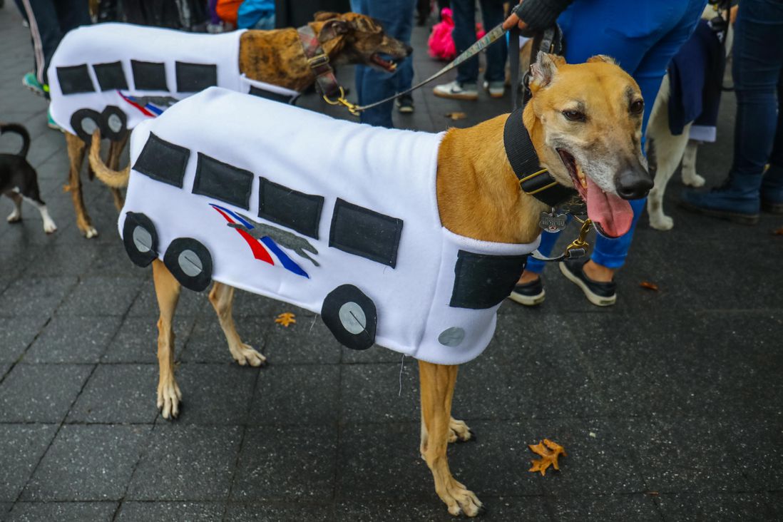 dog as bus
